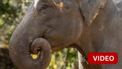 மதுபானக் கூடத்தை சேதப்படுத்திய யானை