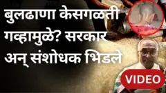 बुलढाण्यातील केसगळती गव्हामुळे? सरकार आणि संशोधकांमध्ये वाद का?