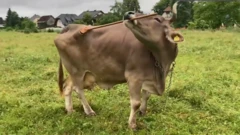 Cow astonishes scientists with rare use of tools, Veronika 