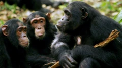 Gorillaa daggalaa