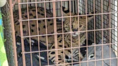 यो सर्भल बिरालोको शरीरमा कसरी कोकेनको अंश देखियो भन्ने स्पष्ट छैन 