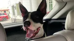 “Dem shoot am for neck three times” - Nigerian lady want justice for her dog 