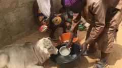 Gurin Gawa