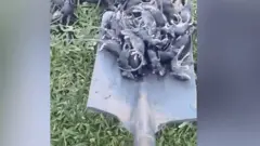 鼠疫