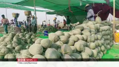 တရုတ်ဈေးကွက်ပိတ်ထားလို့ ဖရဲသခွား တောင်သူတွေအခက်ကြုံ