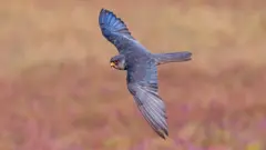 ગુજરાતનાં પક્ષીઓ, આમુર ફાલ્કન, યાયાવર પક્ષી, બીબીસી ગુજરાતી, આફ્રિકા, મણિપુર, પક્ષીઓનો પ્રવાસ
