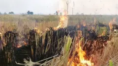 पराली