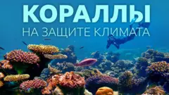 Океанический подводный пейзаж: кораллы, рыбы, аквалангист.