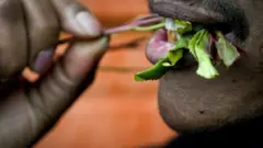 ሶማላውያን