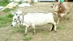 गाय