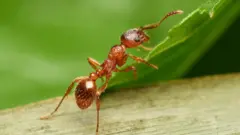 சிவப்பு எறும்பு