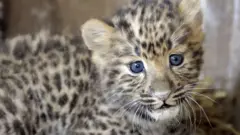 Amur Leoparı türü büyük tehdit altındaki memelilerden biri