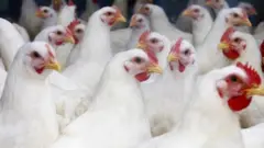 పల్నాడు జిల్లా నరసరావుపేటలో బర్డ్ ఫ్లూతో రెండేళ్ల చిన్నారి మృతి