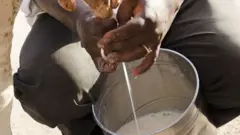 গরুর কাঁচা দুধ 