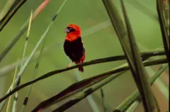 Parike y'igihugu ya Nyungwe ibarurwamo amoko 345 y'inyoni