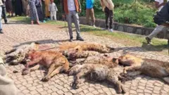 የገላን አካባቢ ነዋሪዎች ጅቦችን በማደን 14 የሚሆኑትን ገድለዋል