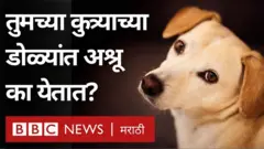 तुमचा कुत्रा जिभेने का चाटतो, तुम्हाला माहिती असेलच त्याचं शेपूट हलवणंही तुम्हाला आवडत असेल. पण एका अभ्यासातून असं कळतंय की कुत्री त्यांचा आनंद अश्रूंमधूनही व्यक्त करतात.