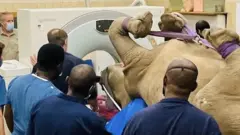 Rinoceronte em tomógrafo cercado por pessoas