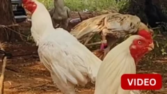 திண்டுக்கல்லில் களைகட்டிய சேவல் கண்காட்சி