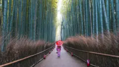 bambu ormanı