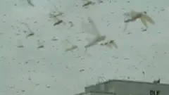 পঙ্গপাল