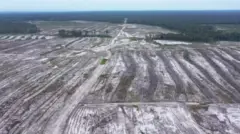 Kebun singkong seluas 600 hektar di Desa Tewai Baru, Gunung Mas, Kalimantan Tengah, mangkrak. 