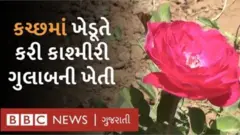 કચ્છમાં ઊગ્યું કાશ્મીરી ગુલાબ
