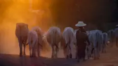 泰國猜也奔府一位牧牛人在放牛（資料圖片）