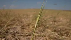 Kuraklık başak