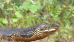 किंग कोबरा