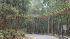 தொங்கு பாலம்