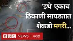 मगरी