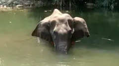 . या हत्तीणीने सोंड आणि तोंड पूर्णवेळ पाण्यात बुडवून ठेवलं होतं.