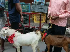 दशैँमा बलि दिनका लागि वीरगन्जको गहवामाई मन्दिरमा बलि दिन लगिएका बोका