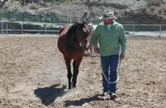Um homem puxando um cavalo