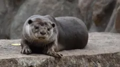 நீர் நாய், காவிரி, தாமிரபரணி