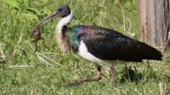ஐபிஸ் பறவை
