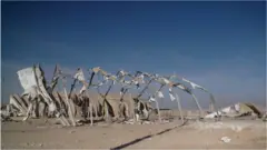 الاسد ایئربیس