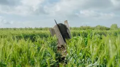 Tarlanın ortasına bir füze düşmüş, yemyeşil alanda toprağa saplanmış durumda.