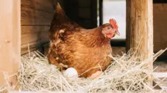 ayam bertelur