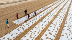 Pessoas trabalham em campo de cultivo de soja