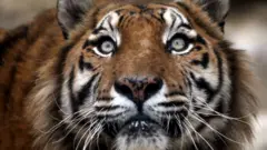 Harimau siberia