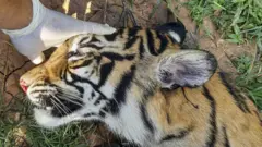 harimau