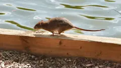 пацов трчи поред воде