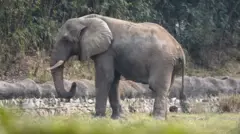 आफ्रिकन हत्ती शंकर 