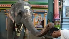 కేరళలోని ఆలయాల్లో జరిగే ఉత్సవాల్లో ఏనుగులను వినియోగిస్తుంటారు