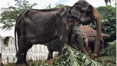 Tubuh kurus kering Tikiri, gajah yang dipakai untuk festival di Sri Lanka.