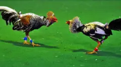 Rooster Fights