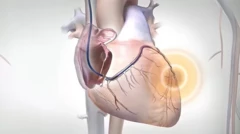 Kidney graphic
