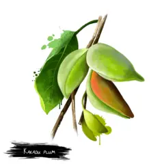 Ilustração da ameixa kakadu